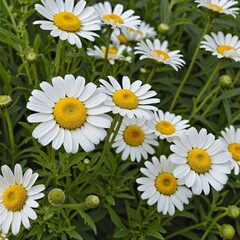 Obraz premium Chamomile Flower herbal organic