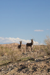 Wild burros on a rocky hillside