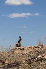 Wild burro on a rocky hillside