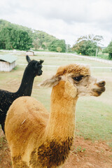 Two alpacas waiting for food in Cobaki, Tweed Shire , Australia © DANE