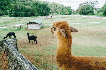 Fototapeta premium Wide farm shot of brown alpaca and others in the background on a farm in Cobaki, Tweed Shire, NSW, Australia