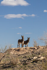 Naklejka premium Wild burros on a rocky hillside