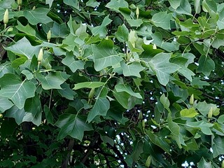 Liriodendron tulipifera, commmon name tuliptree, tulipwood, fiddletree, branch with leaves