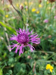 Centaurea jacea, , brown knapweed or brownray knapweed, single purple blossom of wild flower