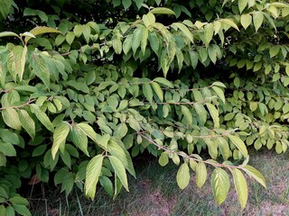 Viburnum plicatum shot on a branch with leaves