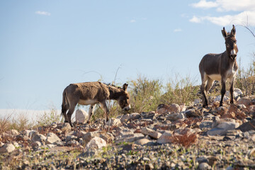 Wild burros on a rocky hillside