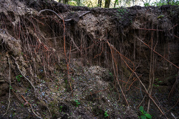 vertical section of the soil