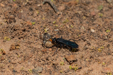 A spider wasp (Java sp), also known as spider-hunting wasp, carrying a paralysed red dot orb weaver (Neoscona triangula) to its burrow