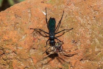 A spider wasp (Java sp), also known as spider-hunting wasp, carrying a paralysed red dot orb weaver (Neoscona triangula) to its burrow