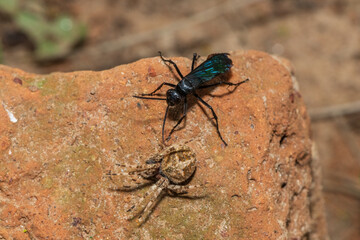 A spider wasp (Java sp), also known as spider-hunting wasp, carrying a paralysed red dot orb weaver (Neoscona triangula) to its burrow