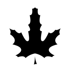 Maple leaf