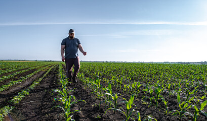 farmer near corn field analysing crops
