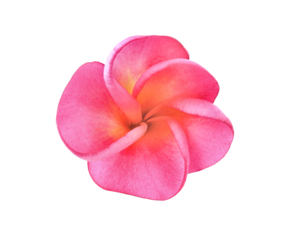 pink frangipani flower  isolated on transprent p n g