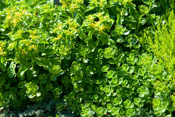 Green hedge bush foliage ornamental formal garden wall lush backdrop greenery nature background ground-cover