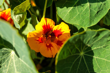 Yellow Nasturtium Flower