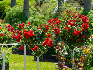 赤い薔薇が満開に咲く薔薇園