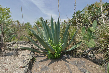 Cactus