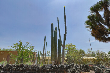 Cactus