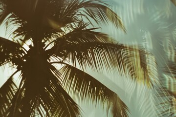 Coconut tree outdoors nature forest.