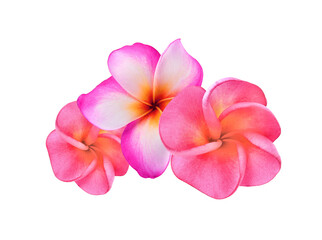 pink frangipani flower  isolated on transprent p n g