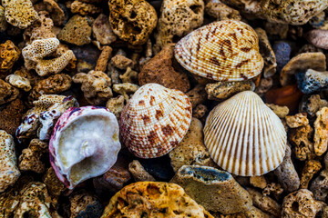seashells on the beach