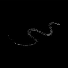 Flying Snake hand drawing vector isolated on black background.