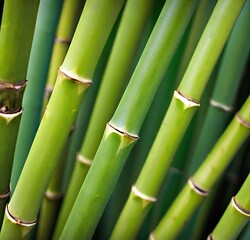 Fototapeta premium green background, forest, tree, asia, garden, tropical, zen, abstract, pattern, leaf, stem, japanese, growth, texture, japan