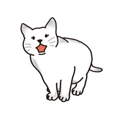 white cat