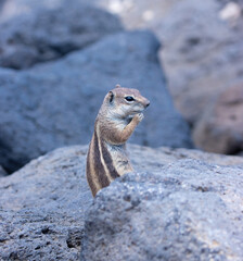 Barbary ground squirrel on rocky terrain