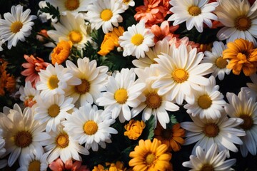 Plant background flower daisy backgrounds.
