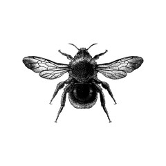Yellowish Cuckoo Bumblebee hand drawing vector isolated on background.