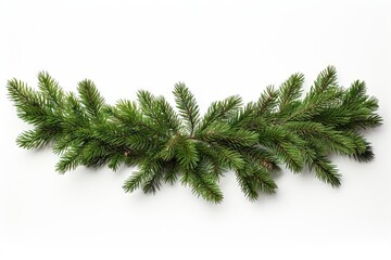 Christmas tree pine garland spruce plant fir.