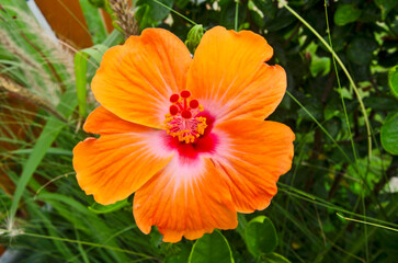 Beautiful orange flower and stigma of hibiscus on green background