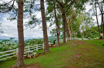Fototapeta premium Green grass on walking mound with pine trees and white fence on mountain
