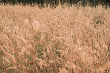 Yellow feather pennisetum or Fountain grass on the top of mountain in morning. Outdoor during summer. Natural background