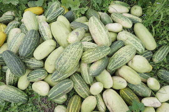 A Pile Of Lemon Cucumber (Cucumis Sativus) Also Called Timun Suri or Timun Mas or Blewah In The Middle of Garden. It Is One Of Main Commodity And Favorite Meal During Fasting Month Or Ramadan