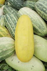 A Pile Of Lemon Cucumber (Cucumis Sativus) Also Called Timun Suri or Timun Mas or Blewah In The Middle of Garden. It Is One Of Main Commodity And Favorite Meal During Fasting Month Or Ramadan