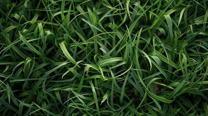 Obraz premium Close-up photo of green grass brings focus to the texture and vibrancy of the blades, evoking a feeling of freshness