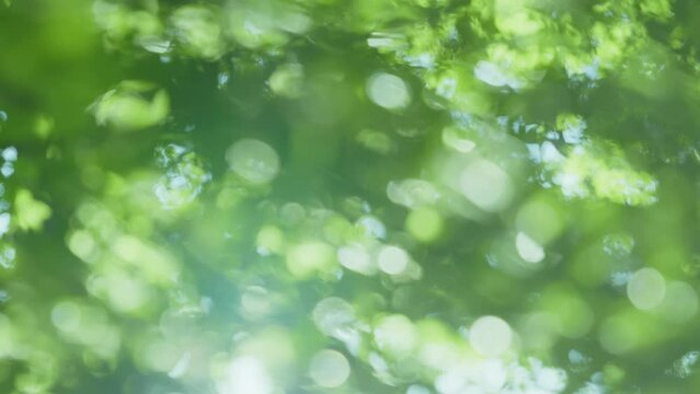 木漏れ日のイメージ