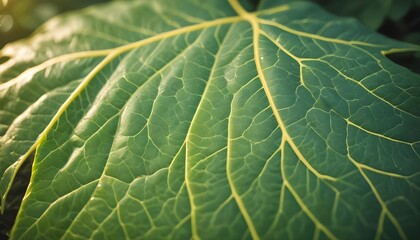 Obraz premium Close-up of a green leaf with visible veins and texture