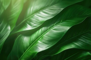 A leafy green plant with a leafy green leaf.