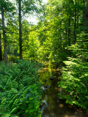 新緑に囲まれた水辺の風景