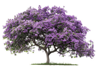 Fototapeta premium A vibrant purple flowering tree stands tall against a black background. The tree is in full bloom, with lush foliage and a canopy of delicate purple flowers.