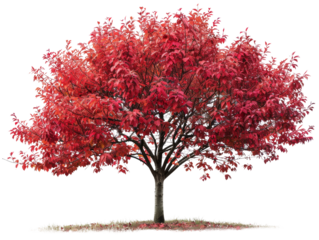 A vibrant red tree stands tall against a black background, its leaves ablaze with autumn color. The tree's branches reach skyward, creating a striking silhouette.