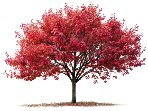 A vibrant red tree stands tall against a black background, its leaves ablaze with autumn color. The tree's branches reach skyward, creating a striking silhouette.