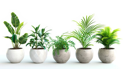 Obraz premium Set of Green plants in potted for interior decoration isolated on white background, Houseplant for decorated in bedroom or living room, minimal natural health concept