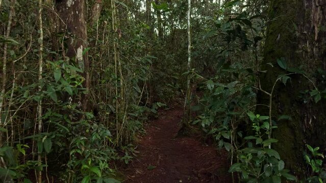 Colombian rainforest Arvi park Medellin