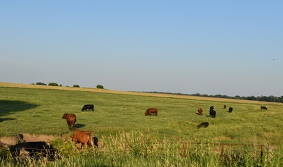 Cows in a Farm Field