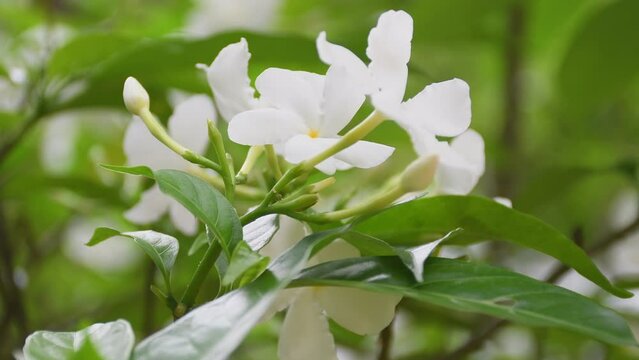 Blurred background pinwheel flower Close up ,Tabernaemontana divaricata , Chandni flower , 4k video nature , garden flowers , Crape jasmine . White mondokaki flowers ,white flower garden 