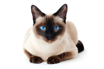 Charming portrait of a Siamese cat with striking blue eyes, sitting attentively on a white background.